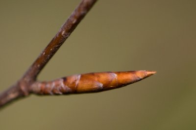 Fagus sylvatica 'Rotundiifolia' - buk lesní - pupen